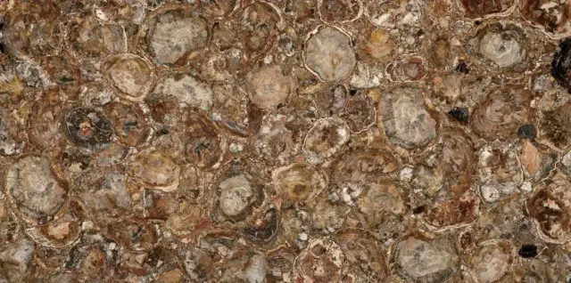 Petrified Wood (Round) (Compound With Granit)