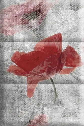 Composicion Opio C 15х22.5